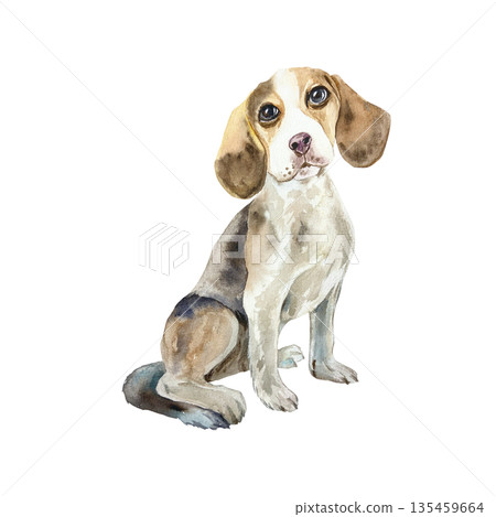 Dog Beagle, sitting. Hand drawn watercolor illustration isolated. Suitable for greeting cards, dog show invitations, labels for food packaging, toys and clothing. Dog Beagle, sitting. Hand drawn watercolor illustration isolated. Suitable for greeting cards, dog show invitations, labels for food packaging, toys and clothing. 135459664
