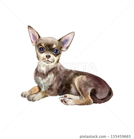 Small dog lying down. Hand drawn watercolor illustration of a Chihuahua, isolated. Suitable for birthday cards, dog show invitations, food packaging labels and clothing. Small dog lying down. Hand drawn watercolor illustration of a Chihuahua, isolated. Suitable for birthday cards, dog show invitations, food packaging labels and clothing. 135459665