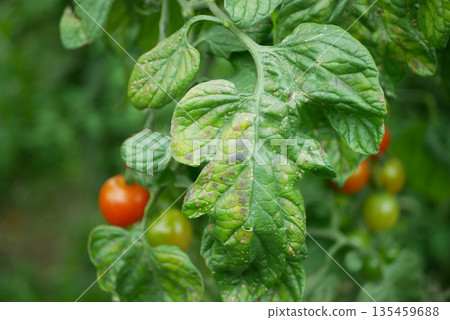 Tomato leaves late blight Phytophthora infestans affected Solanum lycopersicum by early potato blight alternamia fungus, left mold Passalora fulva types and Mosaic virus. Leaf spot disease, curling Tomato leaves late blight Phytophthora infestans affected Solanum lycopersicum by early potato blight alternamia fungus, left mold Passalora fulva types and Mosaic virus. Leaf spot disease, curling 135459688