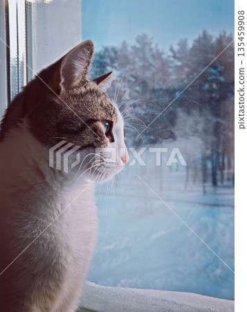 Cat Looking Out Window at Winter Snow. Curious cat with whiskers gazes through foggy window at snowy winter landscape with trees and cars. Cozy pet scene. 135459908