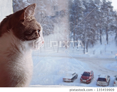 Cat Looking Out Window at Winter Snow. Curious cat with whiskers gazes through foggy window at snowy winter landscape with trees and cars. Cozy pet scene. Cat Looking Out Window at Winter Snow. Curious cat with whiskers gazes through foggy window at snowy winter landscape with trees and cars. Cozy pet scene. 135459909