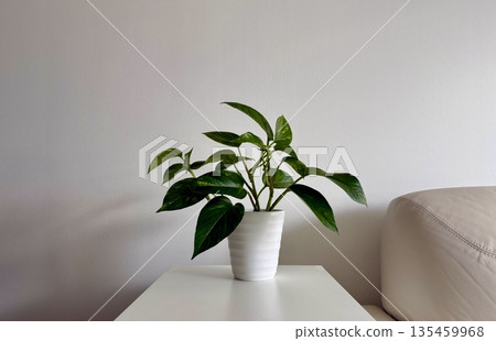 A potted plant next to the sofa A potted plant next to the sofa 135459968