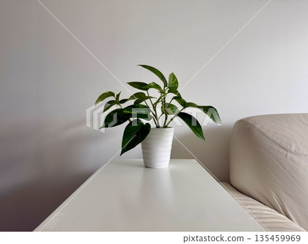 A potted plant next to the sofa A potted plant next to the sofa 135459969