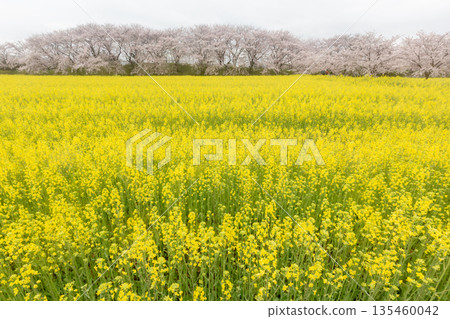雨 | 油菜花和櫻花在藤原禦所遺址上蔓延開來 135460042