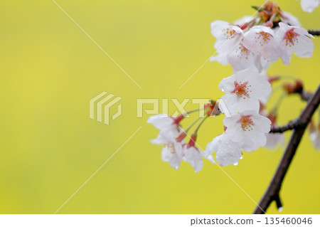 Cherry blossoms with raindrops sparkling | Rape blossom background Cherry blossoms with raindrops sparkling | Rape blossom background 135460046