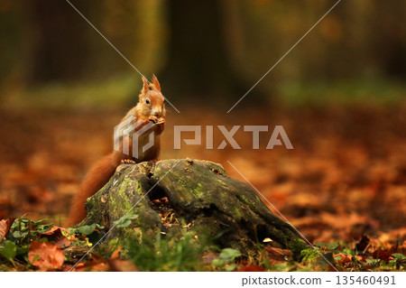 Cute red squirrel. Sciurus vulgaris. Portrait of a red squirrel in autumn season. Cute animal sitting on the tree stump. Animal in nature habitat, Czech republic 135460491