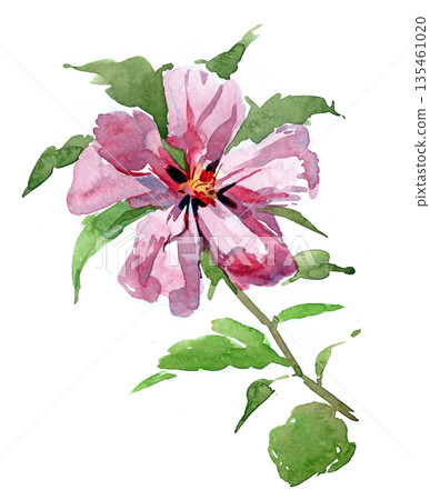 Rose of Sharon. Watercolor painting of a pink flower on a white background Rose of Sharon. Watercolor painting of a pink flower on a white background 135461020