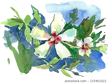 Rose of Sharon. Watercolor painting Rose of Sharon. Watercolor painting 135461022