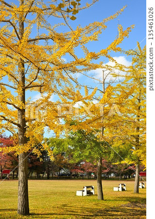 Shimami Ryokuchi Park and ginkgo trees on a clear autumn day (Niigata City, Niigata Prefecture) Shimami Ryokuchi Park and ginkgo trees on a clear autumn day (Niigata City, Niigata Prefecture) 135461026