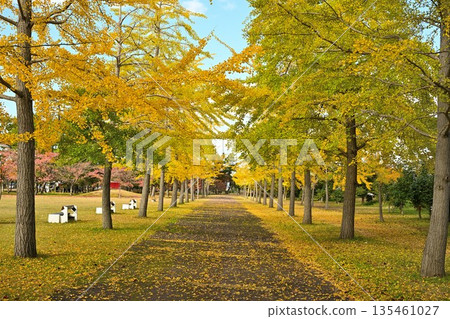 Shimami Ryokuchi Park and ginkgo trees on a clear autumn day (Niigata City, Niigata Prefecture) Shimami Ryokuchi Park and ginkgo trees on a clear autumn day (Niigata City, Niigata Prefecture) 135461027