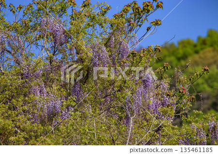 Wild purple wisteria flowers blooming in the spring forest Wild purple wisteria flowers blooming in the spring forest 135461185