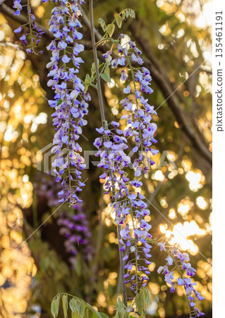 Purple wisteria flowers blooming in the spring forest in the morning light Purple wisteria flowers blooming in the spring forest in the morning light 135461191