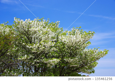 白櫻花（三重縣，禦在丈山） 135461256