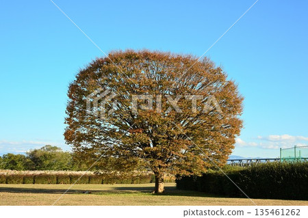 Autumn foliage at Agano Riverside Park under a blue sky (Niigata City, Niigata Prefecture) Autumn foliage at Agano Riverside Park under a blue sky (Niigata City, Niigata Prefecture) 135461262
