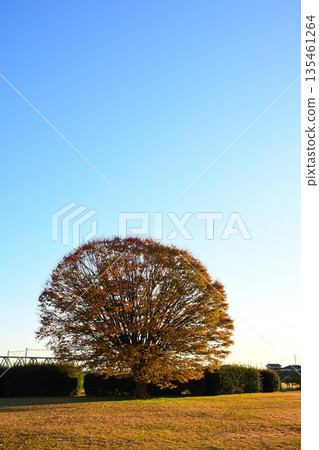Autumn foliage at Agano Riverside Park under a blue sky (Niigata City, Niigata Prefecture) Autumn foliage at Agano Riverside Park under a blue sky (Niigata City, Niigata Prefecture) 135461264