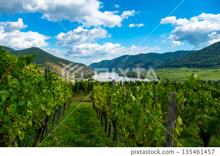 Vineyards and Donau river in Wachau valley Austria with autumn colored leaves small traditional village on sunny day. Traditional wine and tourism region, Vineyards and Donau river in Wachau valley Austria with autumn colored leaves small traditional village on sunny day. Traditional wine and tourism region, 135461457