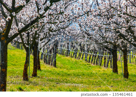 The Wachau Valley Austria showcases apricot trees bursting with blossoms, signaling the arrival of spring. This scene highlights the beauty of fruity blooms amid lush green grass. The Wachau Valley Austria showcases apricot trees bursting with blossoms, signaling the arrival of spring. This scene highlights the beauty of fruity blooms amid lush green grass. 135461461