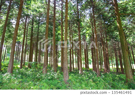 Hinoki Forest (Mie Prefectural Forest) 135461491