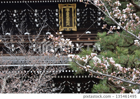 金海光明寺:櫻花與正門(京都市左京區) 金海光明寺:櫻花與正門(京都市左京區) 135461495