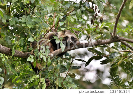 A raccoon climbing a tree and looking at the camera A raccoon climbing a tree and looking at the camera 135461534