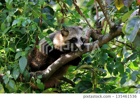 A Japanese raccoon resting in a tree 135461536