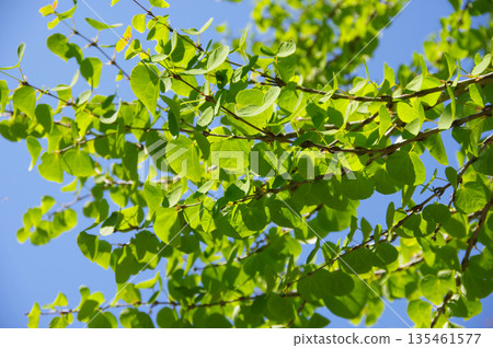 Beautiful new green katsura leaves Beautiful new green katsura leaves 135461577