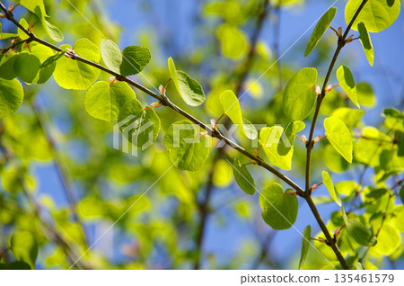 Beautiful new green katsura leaves 135461579