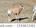 彎刀羚羊幼崽 135461582