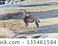 彎刀羚羊幼崽 135461584