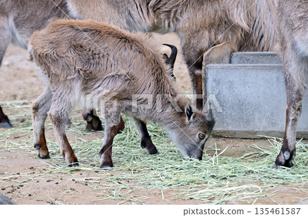 喜馬拉雅塔爾羊寶寶 135461587