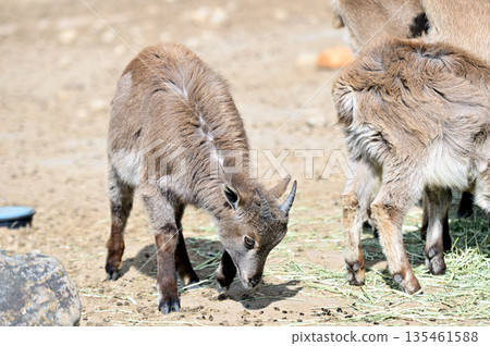 喜馬拉雅塔爾羊寶寶 135461588