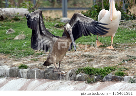Baby great white pelican spreading its wings Baby great white pelican spreading its wings 135461591