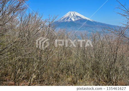 相高山脈的越前山，富士山，富士見台上櫻花盛開 135461627