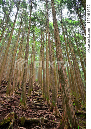 越前岳,位於足座山脈:一條健行小徑,沿著西脊穿過柏樹林。 越前岳,位於足座山脈:一條健行小徑,沿著西脊穿過柏樹林。 135461632