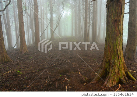 相鷹山脈高場莊山脊上,雲霧繚繞的柏樹林 相鷹山脈高場莊山脊上,雲霧繚繞的柏樹林 135461634