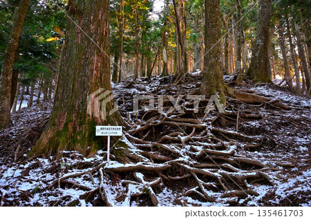 足座山脈黑岳：黑岳天然杉樹林，諏訪市指定天然紀念物 135461703