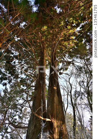 位於足座山脈的黑岳，是諏訪市指定的天然紀念物，冬日清晨的陽光透過黑岳的天然杉樹林灑下。 135461705