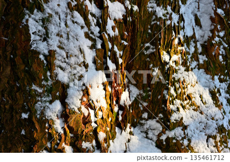 足山黑岳：積雪覆蓋的黑岳上的天然雪松樹皮 135461712
