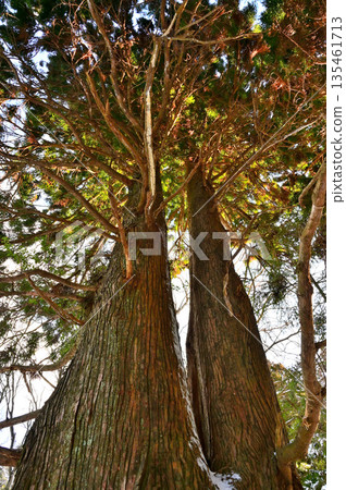 位於足座山脈的黑岳，是諏訪市指定的天然紀念物，冬日清晨的陽光透過黑岳的天然杉樹林灑下。 135461713
