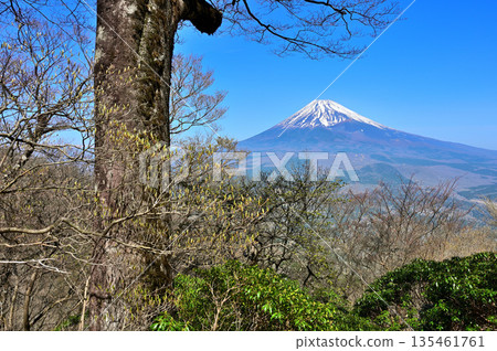 Mount Echizen in the Ashitaka Mountains: Mount Fuji towering over the forest in early spring Mount Echizen in the Ashitaka Mountains: Mount Fuji towering over the forest in early spring 135461761