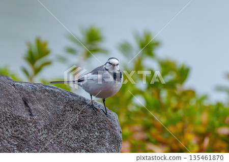白鶺鴒站在岩石上,野鳥肖像,自然背景 白鶺鴒站在岩石上,野鳥肖像,自然背景 135461870