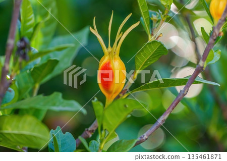 Vivid gardenia fruit close-up natural light bokeh background Vivid gardenia fruit close-up natural light bokeh background 135461871