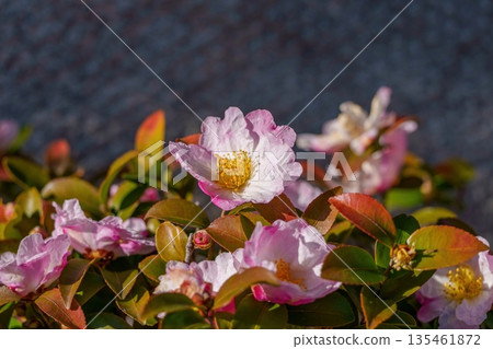 沐浴在柔和光線中的山茶花嬌嫩花瓣。利用散景效果營造的自然背景。 135461872