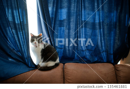 Window-side cat Window-side cat 135461881