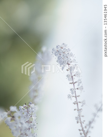 五月花盛開 135461945