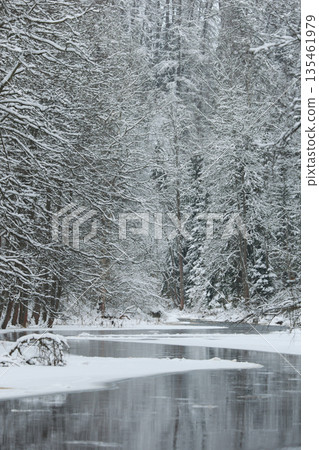 a calm winding river in a snowy forest, trees under the snow in the forest, peace and quiet, reflection on the water, without people a calm winding river in a snowy forest, trees under the snow in the forest, peace and quiet, reflection on the water, without people 135461979