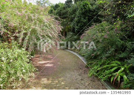 Full bloom of bush clover flowers and the seven herbs of autumn 135461993
