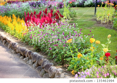 Refreshing Globetrotter Flowers 135461994