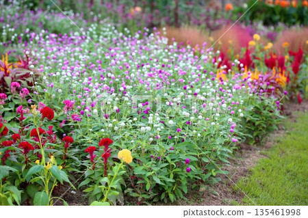 Refreshing Globetrotter Flowers Refreshing Globetrotter Flowers 135461998