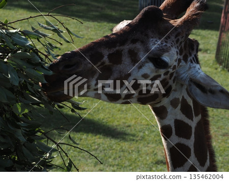 Giraffes at Nonhoi Park Giraffes at Nonhoi Park 135462004